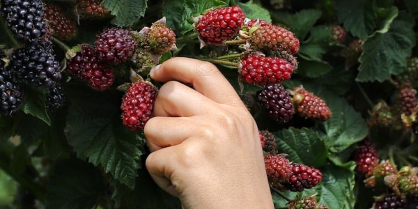 arboriculture fruitière pour créer son verger naturel pour un projet professionnel