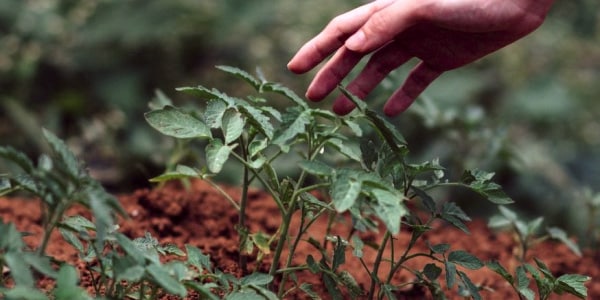 arboriculture fruitière pour créer son verger naturel pour un projet professionnel