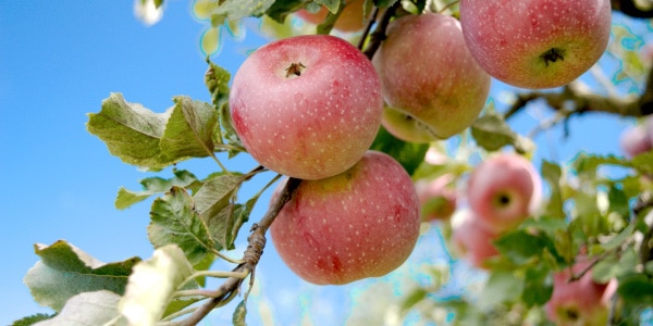 Installer son verger naturel 600x300 arboriculture fruitière pour créer son verger naturel pour un projet professionnel