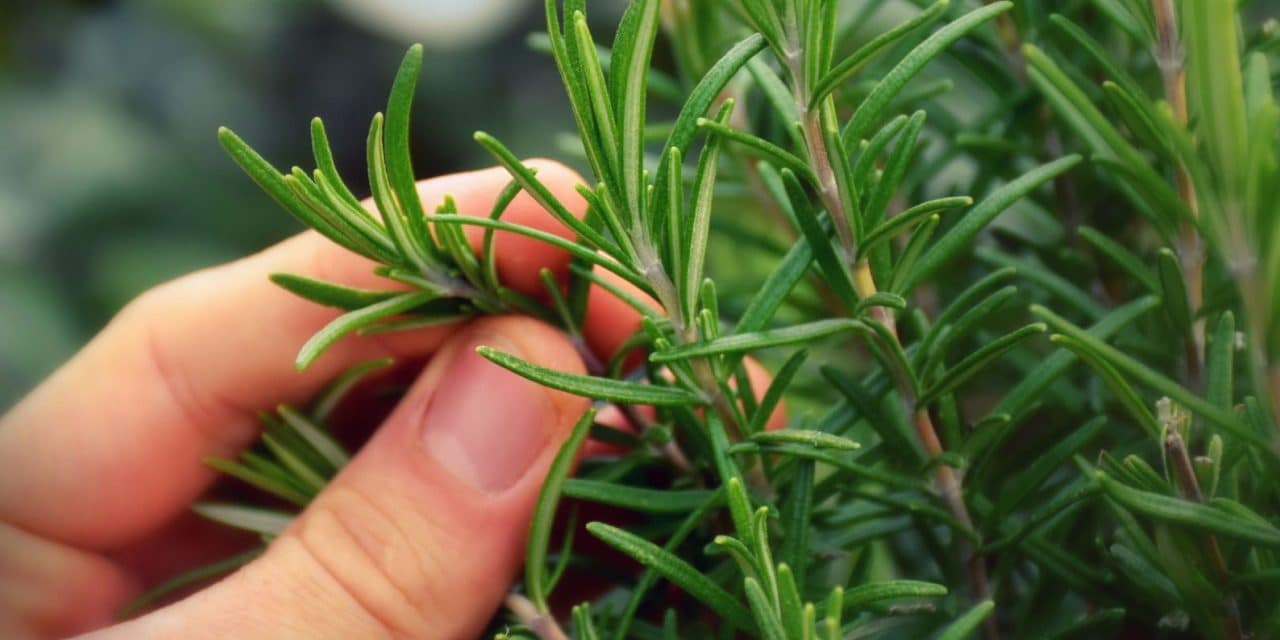 Planter sa pharmacie naturelle