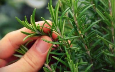 Planter sa pharmacie naturelle