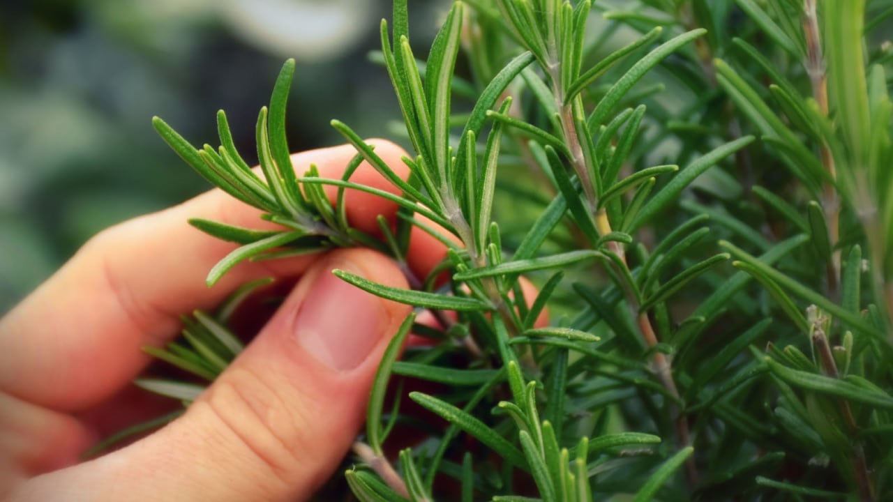 De l’intérêt de planter sa pharmacie naturelle.