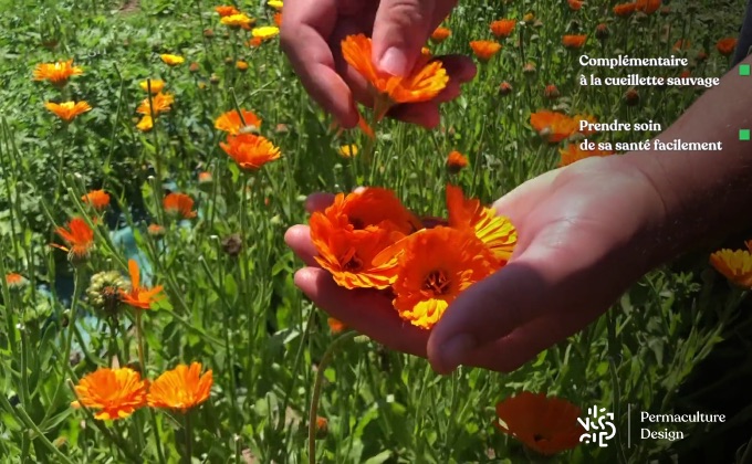 Fleurs de soucis, calendula officinalis, cueillies au bon stade d’épanouissement et de façon quasi quotidienne en saison !