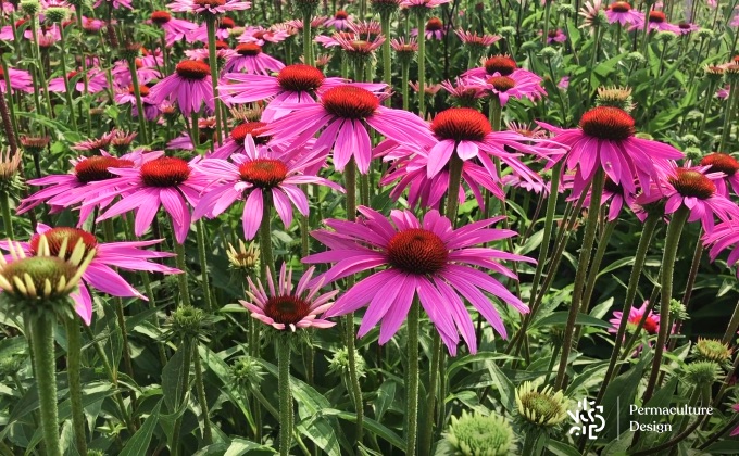 Très belles fleurs d’échinacées cultivées en permaculture.