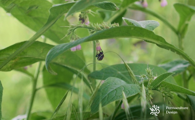La consoude, une plante médicinale formidable aux très nombreuses autres fonctions dans un jardin en permaculture.