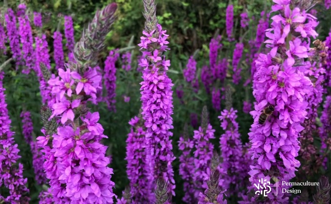 Salicaire en fleurs, une plante médicinale de zones humides.