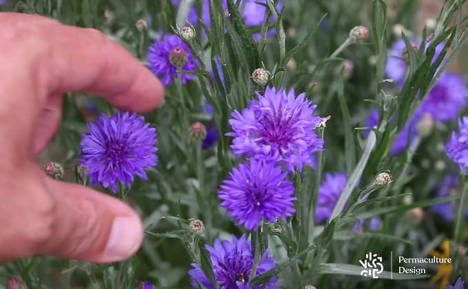 Cueillette des fleurs de bleuets, une plante médicinale intéressante pour ses vertus digestives, diurétiques, anti-inflammatoires et calmantes pour les yeux.