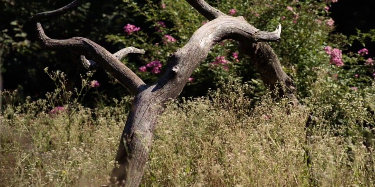 Gardez le bois mort dans votre jardin en permaculture !