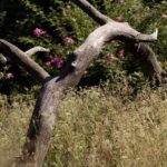 Bois mort refuge de biodiversité dans un jardin en permaculture.