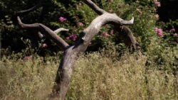 Bois mort refuge de biodiversité dans un jardin en permaculture.