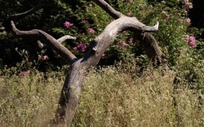 Gardez le bois mort dans votre jardin en permaculture !