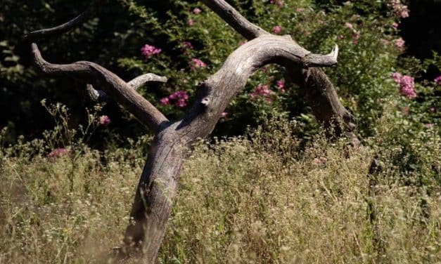 Gardez le bois mort dans votre jardin en permaculture !