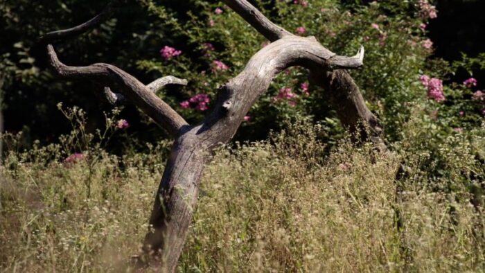 Bois mort refuge de biodiversité dans un jardin en permaculture.