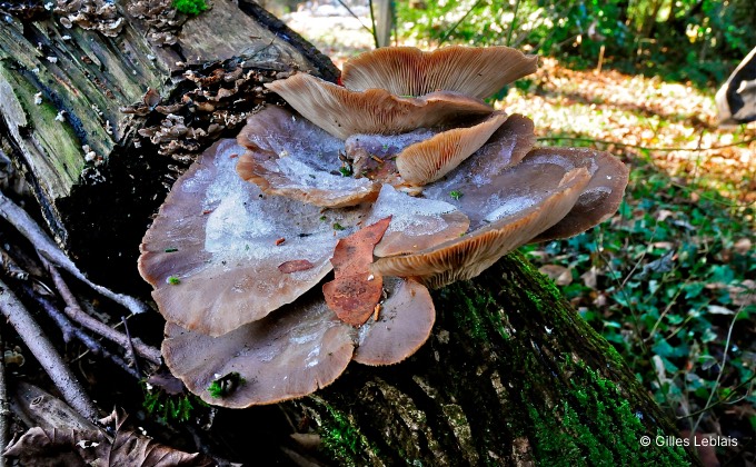 Pleurotes en huître poussant sur un tronc de bois mort dans le jardin en permaculture de Gilles Leblais.