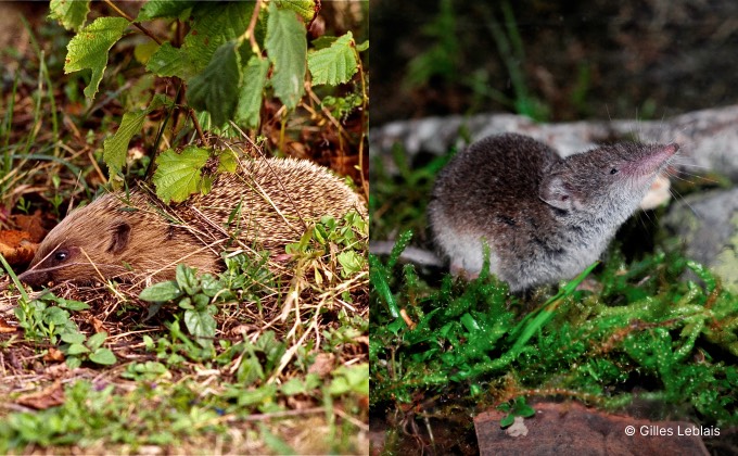 Le hérisson (à gauche) et la musaraigne (à droite) sont deux auxiliaires du jardin en permaculture trouvant refuge dans les tas de bois mort.