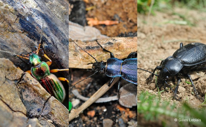 Photos de plusieurs espèces de carabes, coléoptères rampants et précieux auxiliaires au jardin en permaculture nichant dans le bois mort en hiver.