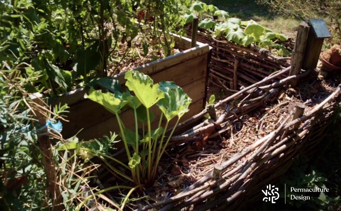 Pied de rhubarbe planté dans une structure de bois mort inspirée de la haie sèche ou haie de Benjes dans le petit potager de Gilles Leblais.