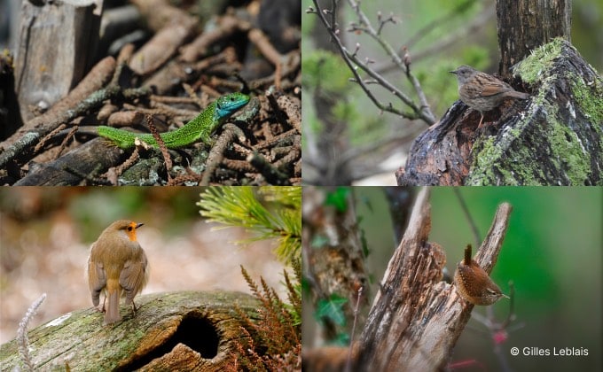 Auxiliaires du potager attirés par une structure de bois mort inspirée de la haie sèche ou de Benjes : le lézard vert (en haut à gauche), l’accenteur mouchet (en haut à droite), le rouge-gorge (en bas à gauche) ou encore le troglodyte mignon (en bas à droite).