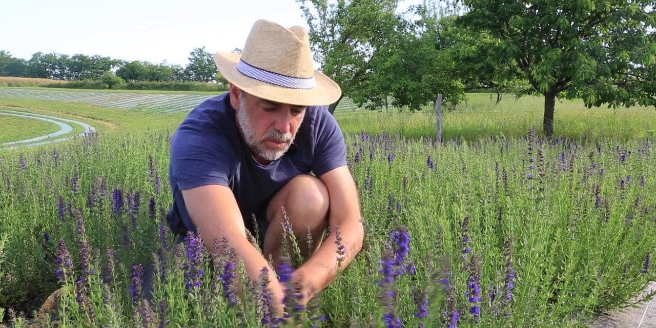 Liste des 11 plantes médicinales faciles à cultiver dans son jardin en permaculture.