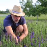 Fabien, paysan herboriste, au milieu d’une culture d’hysope, dans son jardin de plantes médicinales.