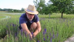 Fabien, paysan herboriste, au milieu d’une culture d’hysope, dans son jardin de plantes médicinales.