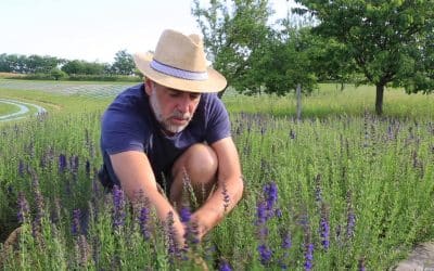 Liste des 11 plantes médicinales faciles à cultiver dans son jardin en permaculture.