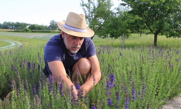 Liste des 11 plantes médicinales faciles à cultiver dans son jardin en permaculture.