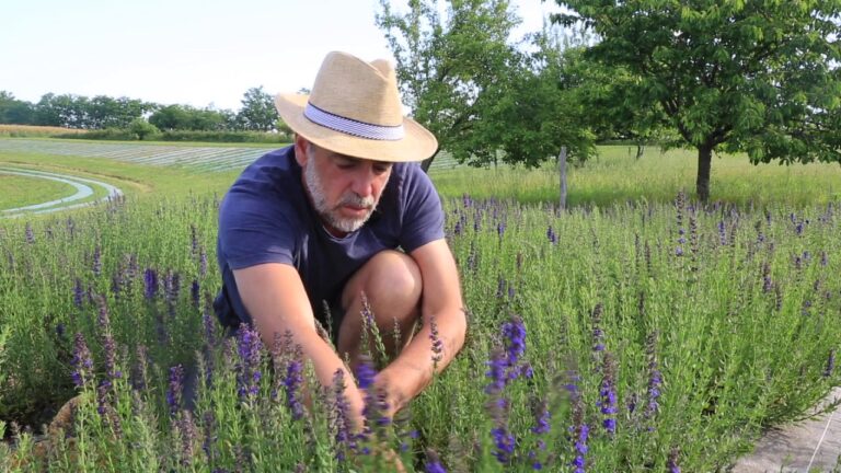 Fabien, paysan herboriste, au milieu d’une culture d’hysope, dans son jardin de plantes médicinales.