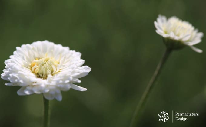 Fleurs épaisses avec plusieurs rangées de pétales de la camomille romaine double, plante médicinale intéressante au jardin.