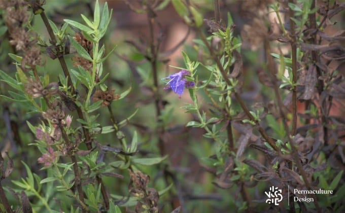 Gros plan sur l’hysope à différents stades de développement, avec des fleurs, des tiges sèches, des tiges vertes dans un jardin de plantes médicinales.