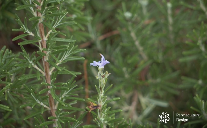 Gros plan sur le romarin, faisant partie de la liste des plantes médicinales intéressantes au jardin.