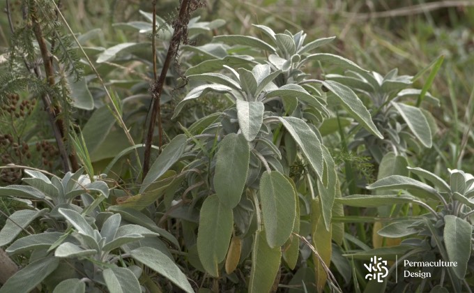 Parterre de sauge officinale dans un jardin de plantes médicinales.