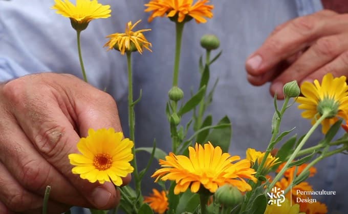 Gros plan sur des fleurs de souci ou calendula, faisant partie de la liste des plantes médicinales intéressantes au jardin.