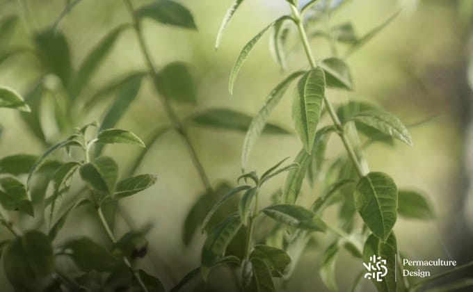 Gros plan sur la verveine citronnelle, faisant partie de la liste des plantes médicinales intéressantes au jardin.