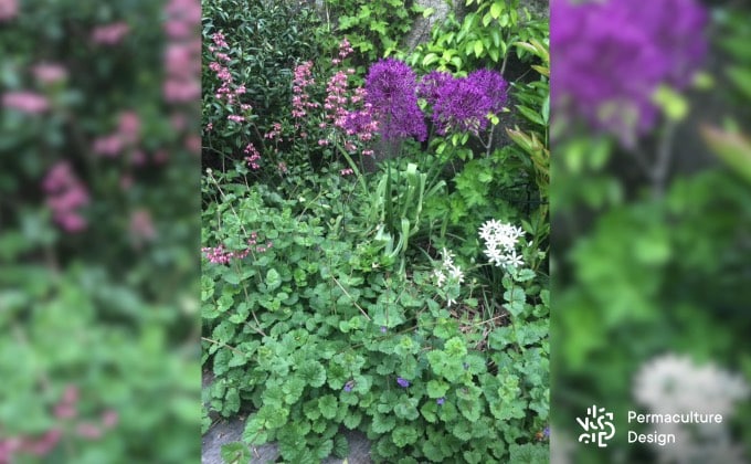 Le lierre terrestre, Glechoma hederacea, une plante médicinale sauvage très intéressante.