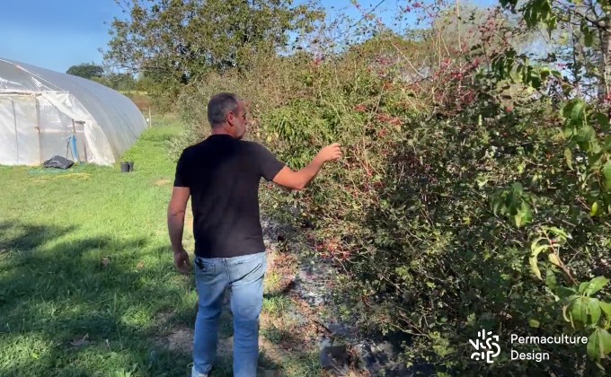 Haies arbustives multifonctions à vocations médicinales, servant aussi d’élément brise-vent et attracteur de biodiversité.