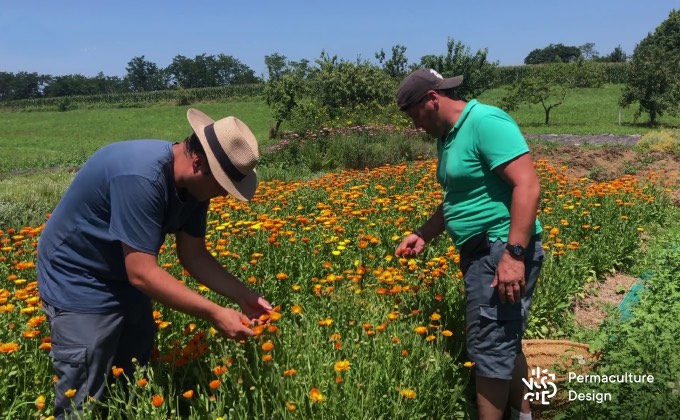 Récolte de fleurs de soucis, calendula officinalis, sur le site de Caubraque, La Ferme des Médicinales.