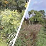 Verger naturel en permaculture avec arbres fruitiers très productifs et beaucoup de pommes, de poires d’un côté et forêt-jardin mature de l’autre qui forme un écosystème naturel complexe.