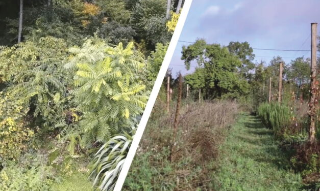 Forêt jardin ou verger en permaculture, lequel choisir ?