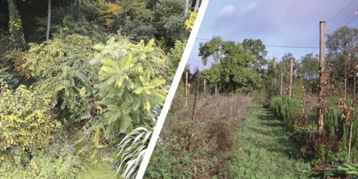 Verger naturel en permaculture avec arbres fruitiers très productifs et beaucoup de pommes, de poires d’un côté et forêt-jardin mature de l’autre qui forme un écosystème naturel complexe.