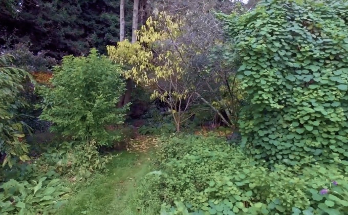 Vue d’une partie de la forêt-jardin de Martin Crawford, créée il y a plus de 20 ans dans le Devon, au sud de l’Angleterre. 