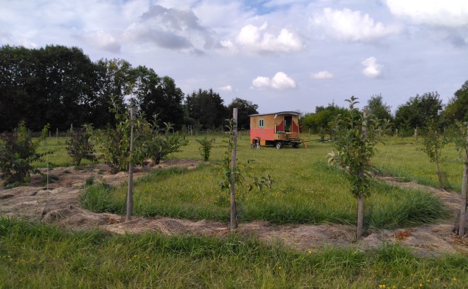 Jeune verger naturel en permaculture implanté selon une forme circulaire avec, au centre, une roulotte.