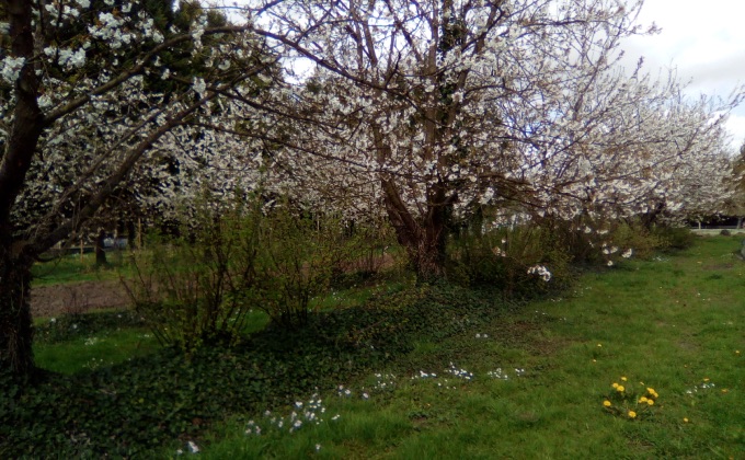 Verger naturel en permaculture implanté en ligne droite avec cerisiers en fleurs et lierre grimpant en couvre-sol.