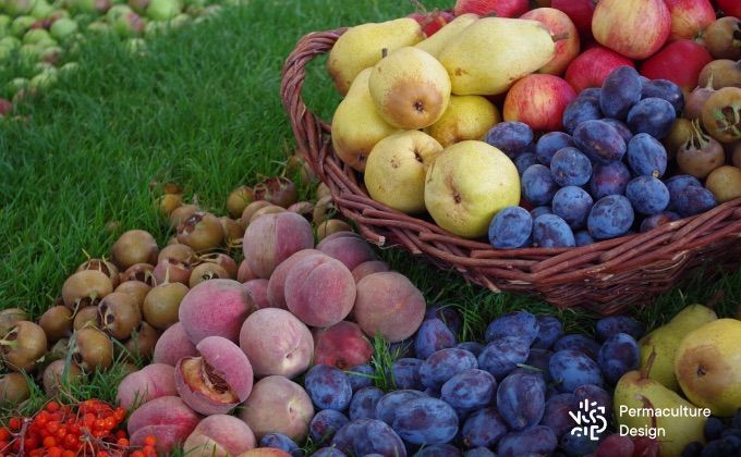 Abondante récolte de fruits diversifiés : pêches, nèfles, pommes, poires, prunes quetsches…