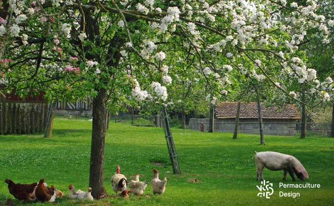 Des animaux d’élevage peuvent très bien être intégrés dans un verger naturel en permaculture.