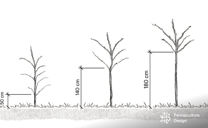 Illustration des différentes hauteurs d’arbres fruitiers basses tiges, demi-tiges ou hautes tiges. 