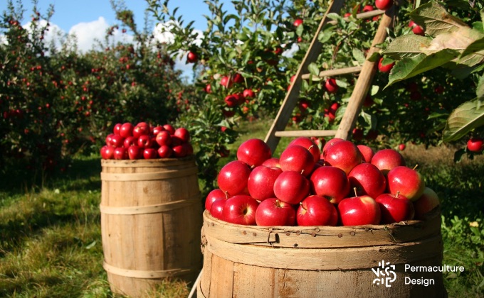 Récolte de pommes facilitée car concentrée sur un espace restreint, on ne s’éparpille pas, ce qui rend nos actions plus efficaces.