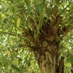 Trogne de saule marsault dans le jardin Paradis de Gilles Leblais.