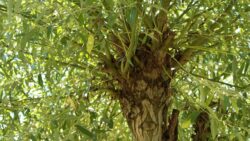Trogne de saule marsault dans le jardin Paradis de Gilles Leblais.