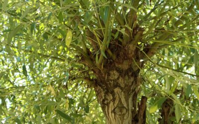 De l’intérêt des trognes ou arbres têtards au jardin en permaculture